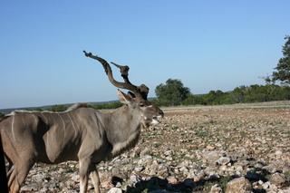 Filename=IMG_9909.JPG
Filesize=2335KiB
Dimensions=3888x2592
Date added=Sep 26, 2019 IMG_9909.JPG