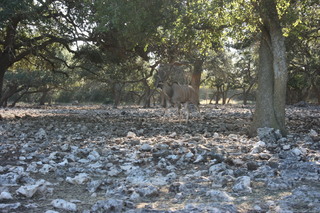 Filename=IMG_9910.JPG
Filesize=2971KiB
Dimensions=3888x2592
Date added=Sep 26, 2019 IMG_9910.JPG