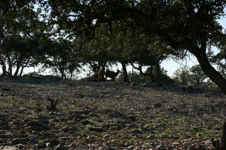 Filename=IMG_9911.JPG
Filesize=3253KiB
Dimensions=3888x2592
Date added=Sep 26, 2019 IMG_9911.JPG