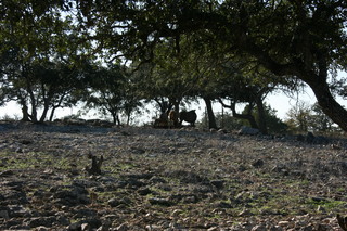 Filename=IMG_9912.JPG
Filesize=3342KiB
Dimensions=3888x2592
Date added=Sep 26, 2019 IMG_9912.JPG