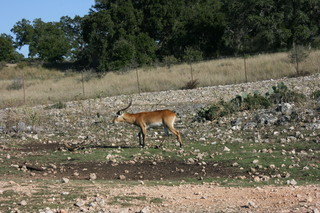 Filename=IMG_9913.JPG
Filesize=3129KiB
Dimensions=3888x2592
Date added=Sep 26, 2019 IMG_9913.JPG