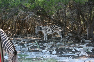 Filename=IMG_9914.JPG
Filesize=2380KiB
Dimensions=3888x2592
Date added=Sep 26, 2019 IMG_9914.JPG