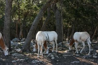 Filename=IMG_9917.JPG
Filesize=2629KiB
Dimensions=3888x2592
Date added=Sep 26, 2019 IMG_9917.JPG