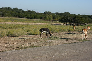 Filename=IMG_9921.JPG
Filesize=3138KiB
Dimensions=3888x2592
Date added=Sep 26, 2019 IMG_9921.JPG