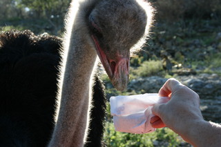 Filename=IMG_9922.JPG
Filesize=1678KiB
Dimensions=3888x2592
Date added=Sep 26, 2019 IMG_9922.JPG