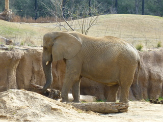 Filename=P1040840.JPG
Filesize=5932KiB
Dimensions=4320x3240
Date added=Sep 28, 2019 P1040840.JPG