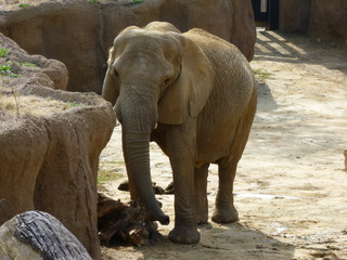 Filename=P1040845.JPG
Filesize=5614KiB
Dimensions=4320x3240
Date added=Sep 28, 2019 P1040845.JPG