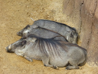 Filename=P1040851.JPG
Filesize=5427KiB
Dimensions=4320x3240
Date added=Sep 28, 2019 P1040851.JPG