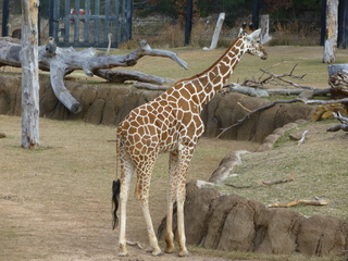 Filename=P1040852.JPG
Filesize=5549KiB
Dimensions=4320x3240
Date added=Sep 28, 2019 P1040852.JPG