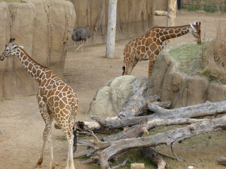 Filename=P1040853.JPG
Filesize=5729KiB
Dimensions=4320x3240
Date added=Sep 28, 2019 P1040853.JPG