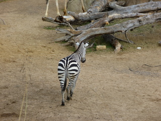 Filename=P1040854.JPG
Filesize=5604KiB
Dimensions=4320x3240
Date added=Sep 28, 2019 P1040854.JPG