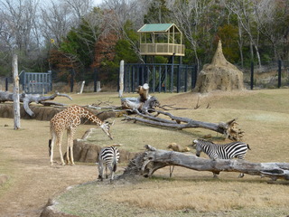 Filename=P1040857.JPG
Filesize=5617KiB
Dimensions=4320x3240
Date added=Sep 28, 2019 P1040857.JPG