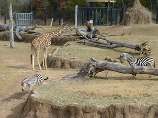 Filename=P1040858.JPG
Filesize=5268KiB
Dimensions=4320x3240
Date added=Sep 28, 2019 P1040858.JPG