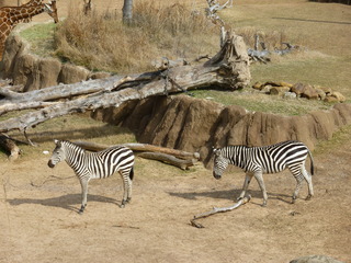 Filename=P1040860.JPG
Filesize=5371KiB
Dimensions=4320x3240
Date added=Sep 28, 2019 P1040860.JPG