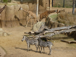 Filename=P1040861.JPG
Filesize=5399KiB
Dimensions=4320x3240
Date added=Sep 28, 2019 P1040861.JPG