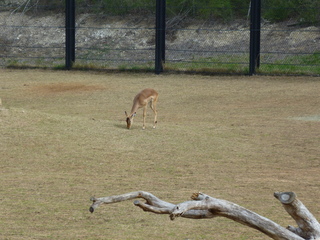 Filename=P1040863.JPG
Filesize=5792KiB
Dimensions=4320x3240
Date added=Sep 28, 2019 P1040863.JPG