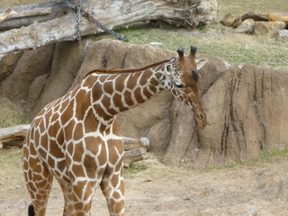 Filename=P1040866.JPG
Filesize=5720KiB
Dimensions=4320x3240
Date added=Sep 28, 2019 P1040866.JPG