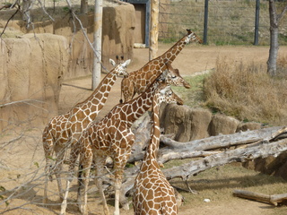 Filename=P1040870.JPG
Filesize=5666KiB
Dimensions=4320x3240
Date added=Sep 28, 2019 P1040870.JPG