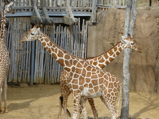 Filename=P1040875.JPG
Filesize=5852KiB
Dimensions=4320x3240
Date added=Sep 28, 2019 P1040875.JPG