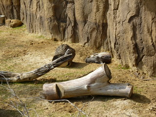 Filename=P1040878.JPG
Filesize=5365KiB
Dimensions=4320x3240
Date added=Sep 28, 2019 P1040878.JPG