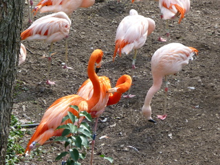 Filename=P1040886.JPG
Filesize=5963KiB
Dimensions=4320x3240
Date added=Sep 28, 2019 P1040886.JPG