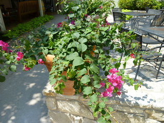 Filename=P1060705.JPG
Filesize=5832KiB
Dimensions=4320x3240
Date added=Sep 27, 2019 P1060705.JPG