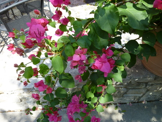 Filename=P1060707.JPG
Filesize=5892KiB
Dimensions=4320x3240
Date added=Sep 27, 2019 P1060707.JPG