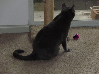 Filename=P1060731.JPG
Filesize=5468KiB
Dimensions=4320x3240
Date added=Sep 27, 2019 P1060731.JPG