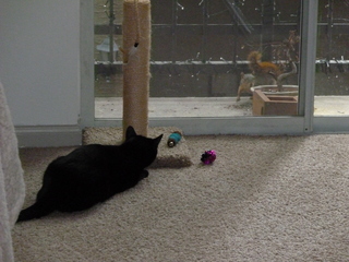 Filename=P1060733.JPG
Filesize=5709KiB
Dimensions=4320x3240
Date added=Sep 27, 2019 P1060733.JPG