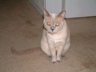 Filename=kitties_003.jpg
Filesize=1224KiB
Dimensions=2048x1536
Date added=Sep 28, 2019 kitties_003.jpg