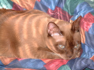 Filename=kitties_004.jpg
Filesize=1247KiB
Dimensions=2048x1536
Date added=Sep 28, 2019 kitties_004.jpg