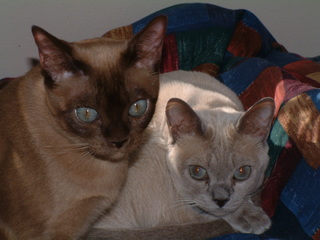 Filename=kitties_007.jpg
Filesize=1208KiB
Dimensions=2048x1536
Date added=Sep 28, 2019 kitties_007.jpg