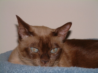 Filename=kitties_009.jpg
Filesize=1232KiB
Dimensions=2048x1536
Date added=Sep 28, 2019 kitties_009.jpg