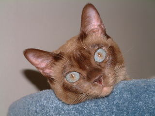 Filename=kitties_010.jpg
Filesize=1247KiB
Dimensions=2048x1536
Date added=Sep 28, 2019 kitties_010.jpg