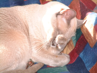 Filename=kitties_016.jpg
Filesize=1275KiB
Dimensions=2048x1536
Date added=Sep 28, 2019 kitties_016.jpg