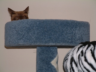 Filename=kitties_017.jpg
Filesize=1233KiB
Dimensions=2048x1536
Date added=Sep 28, 2019 kitties_017.jpg