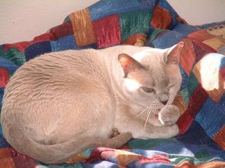 Filename=kitties_018.jpg
Filesize=1257KiB
Dimensions=2048x1536
Date added=Sep 28, 2019 kitties_018.jpg