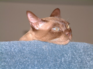 Filename=kitties_019.jpg
Filesize=1257KiB
Dimensions=2048x1536
Date added=Sep 28, 2019 kitties_019.jpg