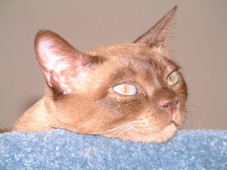 Filename=kitties_021.jpg
Filesize=1280KiB
Dimensions=2048x1536
Date added=Sep 28, 2019 kitties_021.jpg