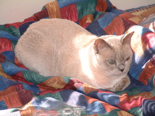 Filename=kitties_022.jpg
Filesize=1280KiB
Dimensions=2048x1536
Date added=Sep 28, 2019 kitties_022.jpg