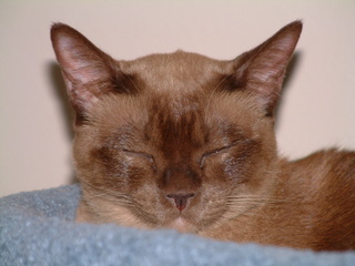 Filename=kitties_024.jpg
Filesize=1238KiB
Dimensions=2048x1536
Date added=Sep 28, 2019 kitties_024.jpg