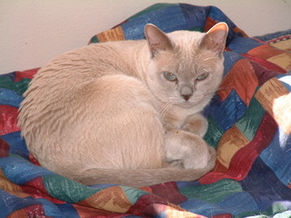 Filename=kitties_027.jpg
Filesize=1270KiB
Dimensions=2048x1536
Date added=Sep 28, 2019 kitties_027.jpg