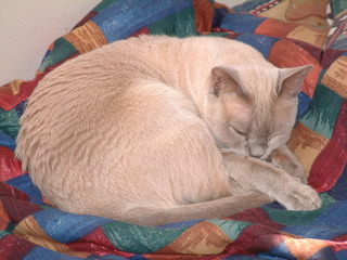 Filename=kitties_028.jpg
Filesize=1249KiB
Dimensions=2048x1536
Date added=Sep 28, 2019 kitties_028.jpg