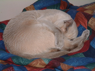 Filename=kitties_029.jpg
Filesize=1253KiB
Dimensions=2048x1536
Date added=Sep 28, 2019 kitties_029.jpg