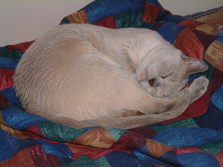 Filename=kitties_030.jpg
Filesize=1240KiB
Dimensions=2048x1536
Date added=Sep 28, 2019 kitties_030.jpg