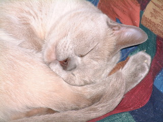 Filename=kitties_031.jpg
Filesize=1244KiB
Dimensions=2048x1536
Date added=Sep 28, 2019 kitties_031.jpg