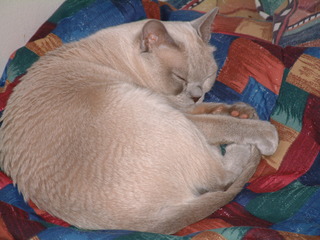 Filename=kitties_032.jpg
Filesize=1248KiB
Dimensions=2048x1536
Date added=Sep 28, 2019 kitties_032.jpg