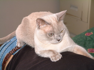 Filename=kitties_2-2-02-_005.jpg
Filesize=1226KiB
Dimensions=2048x1536
Date added=Sep 28, 2019 kitties_2-2-02-_005.jpg