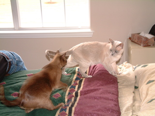 Filename=kitties_2-2-02-_007.jpg
Filesize=1244KiB
Dimensions=2048x1536
Date added=Sep 28, 2019 kitties_2-2-02-_007.jpg