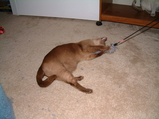 Filename=kitties_at_play_001.jpg
Filesize=1268KiB
Dimensions=2048x1536
Date added=Sep 28, 2019 kitties_at_play_001.jpg